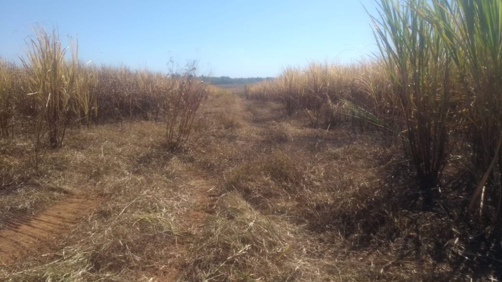 Queima de cana resulta em multa de mais de R$ 200 mil