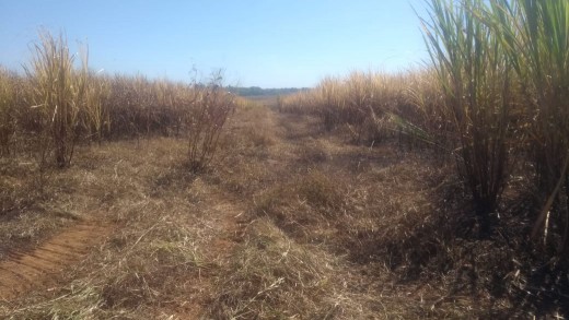 Queima de cana resulta em multa de mais de R$ 200 mil