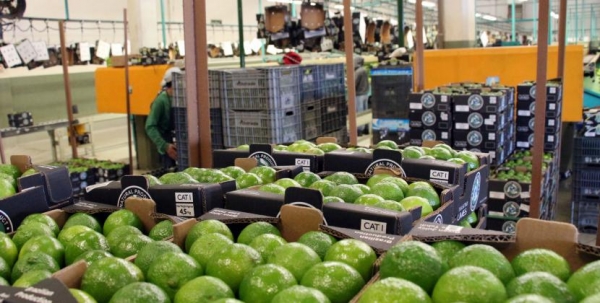 Festa na Rui Barbosa expõe produção agrícola neste sábado