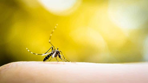 Mogi Guaçu registra 1.600 casos de dengue