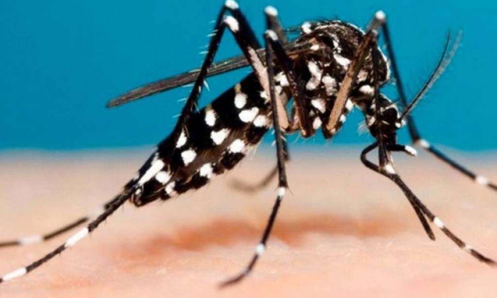 Dengue registra 12 novos casos em Mogi Mirim.