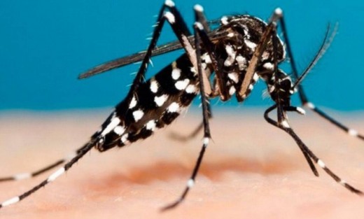 Dengue registra 12 novos casos em Mogi Mirim.