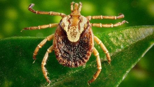 Mogi Mirim registra segunda morte por febre maculosa em 2026