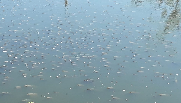 Emissário de esgoto se rompe e despeja esgoto em lagoa