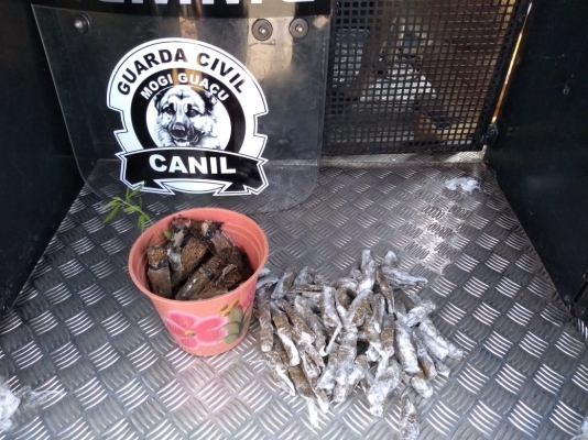 Canil da GCM localiza 1 kg de maconha em linha férrea, próximo ao Guzoni