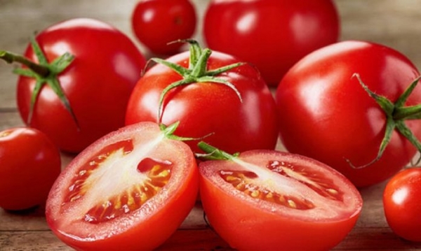 Produtores de Mogi Guaçu lucram na safra de tomate