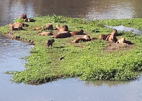 Legislação não permite a castração de capivaras 