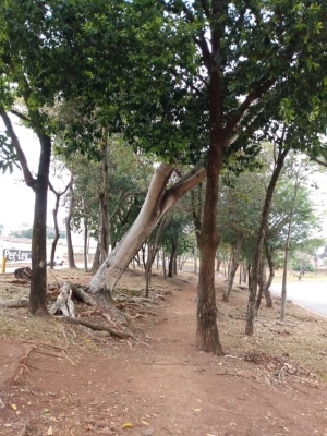 Risco de queda de Tamboril