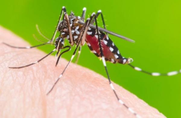Dois novos casos de dengue 