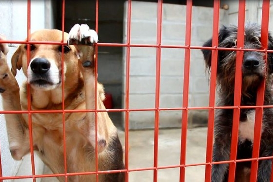 BEA já realiza castração; campanha beneficiará cerca de 800 cães e gatos