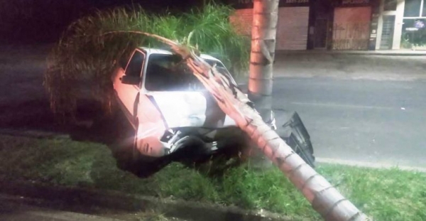 Condutor embriagado bate e derruba árvore na Avenida dos Trabalhadores