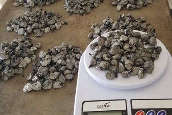PM prende mulher que tinha cocaína em casa
