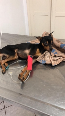 Cachorro da raça Pintcher morre depois de sofrer maus tratos