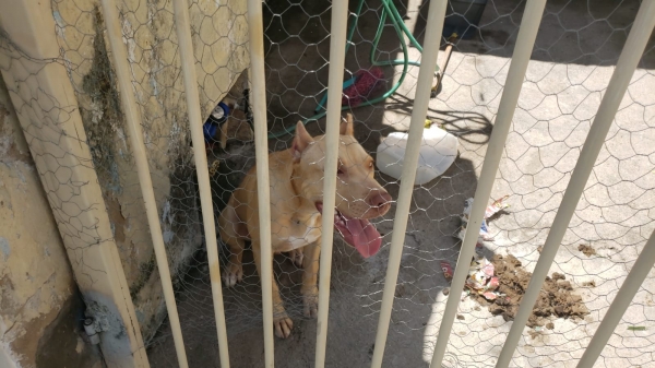 Homem é multado em R$6.500 reais por ato de maus-tratos a animais e por manter ave nativa em cativeiro