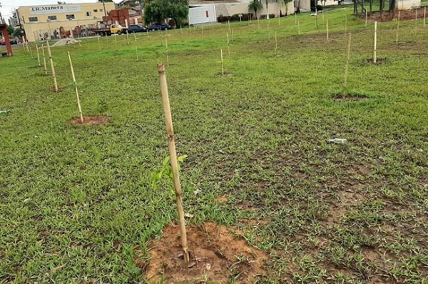 Saama planta 2.685 mudas de árvores entre abril e novembro de 2019