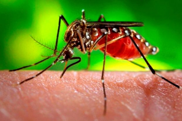 Primeiro mutirão contra a dengue de 2020 em Mogi Mirim ocorre na Zona Norte