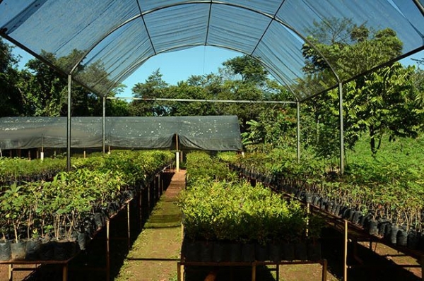 SAAMA doa 156 mil mudas para plantio em áreas verde