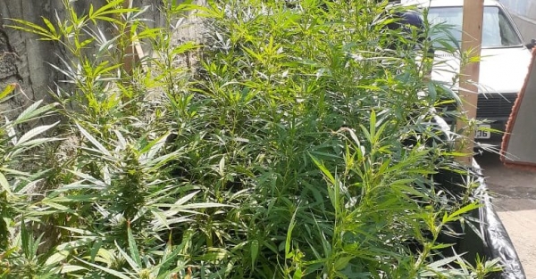Pés de maconha são apreendidos no quintal da casa de um Homem
