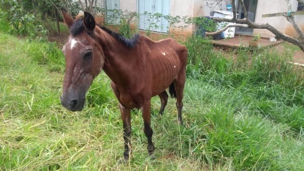 Indivíduo leva multa de R$ 36 mil por maus tratos contra 12 animais