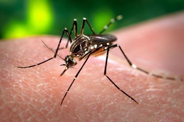 Mogi Guaçu chega a 103 casos de dengue em 2020