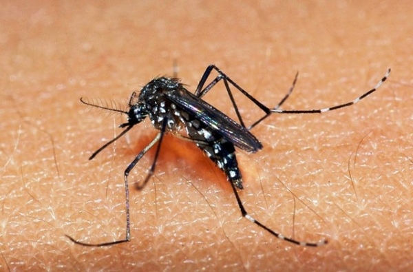 Instituto confirma morte por dengue em Mogi Mirim